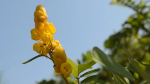 Bumblebee vestal doesn't land Video stock 212556337