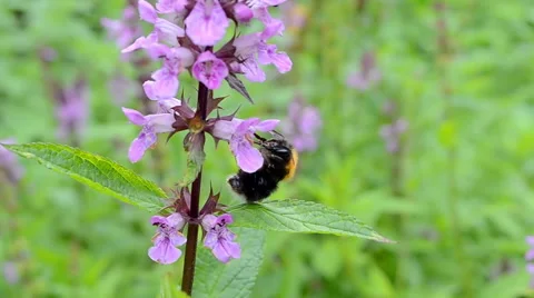 Bumblebee on the violet flower closeup, green meadow, summer breeze environment. Video stock 40577645