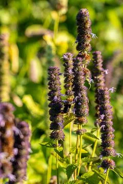 Bumblebee on a violet flower on the field Stock Photos