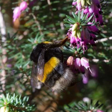 Bumblebee on violet flowers Stock Photos