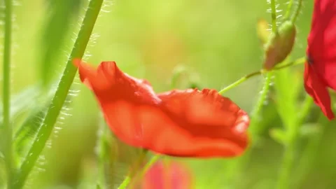 Bumblebee visiting a red poppy flower Stock Footage 278616048