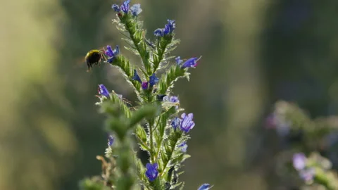 Bumblebee visiting Viper's Bugloss with purple flowers 스톡 동영상 340543568