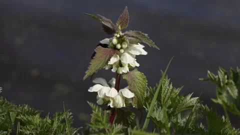 A Bumblebee visiting White Dead-Nettle flowers, Lamium album, by canal. Spring Stock Footage 306387629