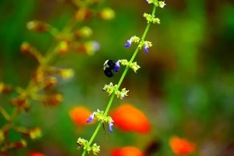 Bumblebee Visits Coleas Stock Photos