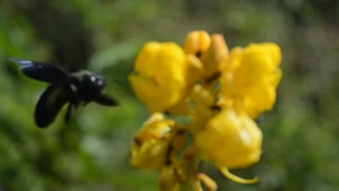 Bumblebee vistal and black ants Video stock 212554053