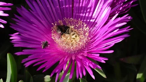 Bumblebee vs spider Video stock 173158518