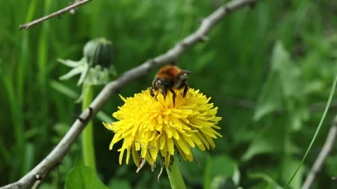   Bumblebee vulnerability and conservation world-wide 動画素材 238723727