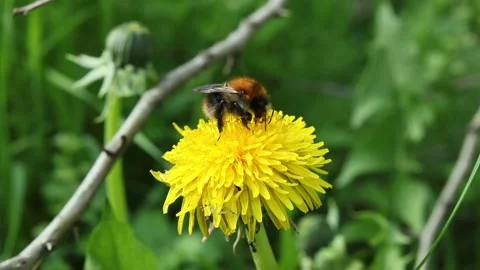  Bumblebee vulnerability and conservation world-wide Stock Footage 238723731