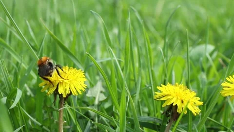  Bumblebee vulnerability and conservation world-wide Stock Footage 238723770