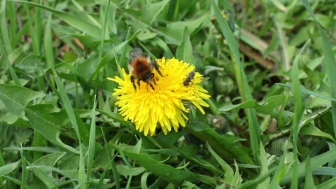  Bumblebee vulnerability and conservation world-wide Stock Footage 238723784