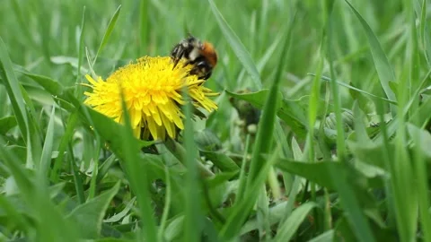  Bumblebee vulnerability and conservation world-wide 動画素材 238723786