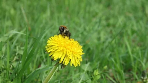  Bumblebee vulnerability and conservation world-wide Stock Footage 238723787