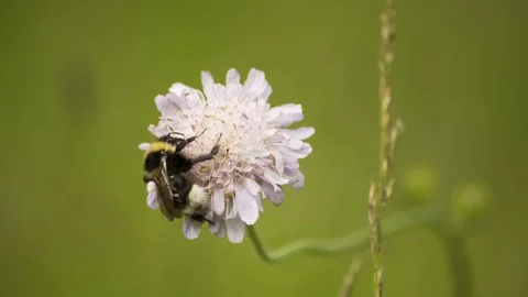 Bumblebee Walking Around Pink Flower Looking For Nectar Macro 4K Stockbeeldmateriaal 85262823