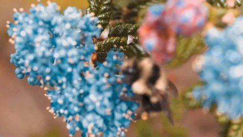 Bumblebee walking on Flowers and gathering pollen Video stock 105687211