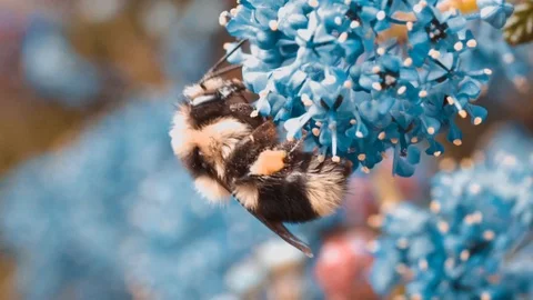 Bumblebee walking on Flowers and gathering pollen Video stock 105687214