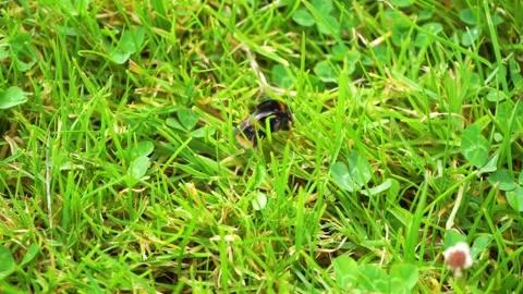 Bumblebee walking on a green blooming grass. Bee collecting pollen an a plant 4K Stock Footage 232870602