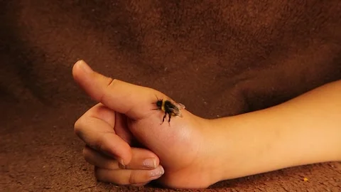 Bumblebee walking on kid ’s hand and fluttering wings in trust moment. Bee Stock Footage 319009920