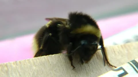 The bumblebee washes and cleaned after the day of work, a close kind Stock Footage 10713875
