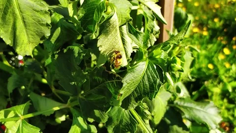 Bumblebee washes on a green dahlia leaf Stock Footage 158930139