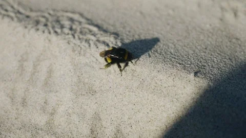 Bumblebee washes sitting on top of the sand. He washes his wings and paws Stock Footage 253212080