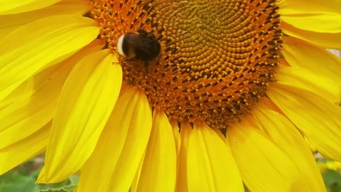 Bumblebee wasp bee polinate sunflower in the field. Stock Footage 254061604