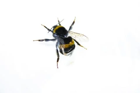 Bumblebee on a white background. Close-up. Macro Stock Photos