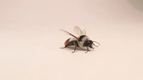 Bumblebee on white background. Insects, insect, bugs, bug. Honeybee, bees, bee Stock Footage 202212507