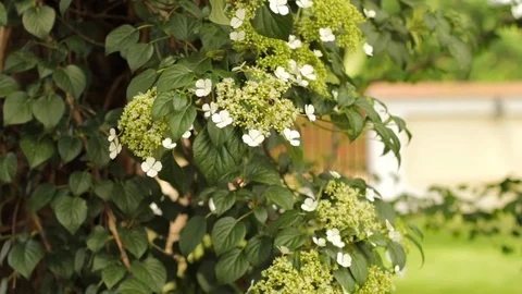 Bumblebee on a white blooming flower Video stock 86692411