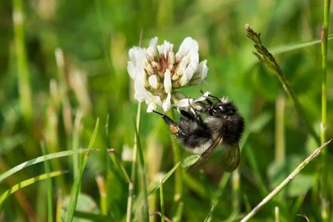 Bumblebee on a white clover Stock Photos