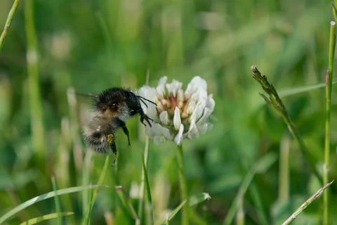 Bumblebee on a white clover Stock Photos