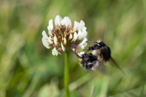 Bumblebee on a white clover Stock Photos