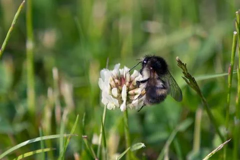 Bumblebee on a white clover Stock Photos