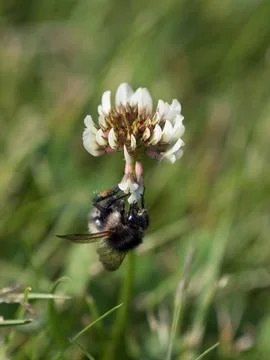 Bumblebee on a white clover Stock-Fotos