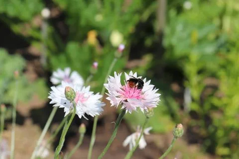 Bumblebee on a white cornflower in a meadow Stock Photos