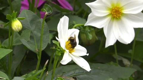 Bumblebee on white dahlia 1 Stock Footage 248718896