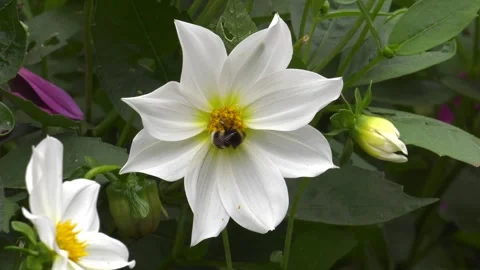 Bumblebee on white dahlia 2mp4 Stock Footage 248719166