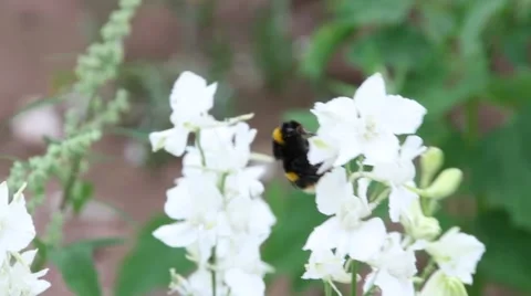 Bumblebee On White Flower Vídeo Stock 53870627