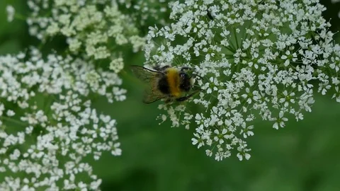 Bumblebee on a white flower. 스톡 동영상 115234791