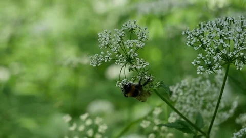 Bumblebee on a white flower. 스톡 동영상 116661041