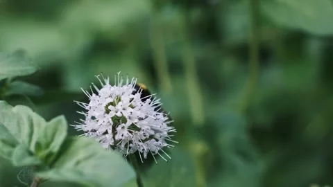Bumblebee on a White Flower Stock Footage 303758789