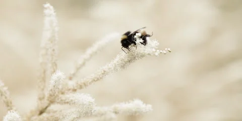 Bumblebee on White Flower Stock Footage 318869116