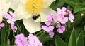 Bumblebee White Flower Garden HD Footage