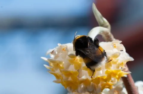 Bumblebee on a white flower. Stock Photos