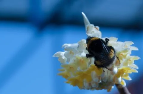 Bumblebee on a white flower. Stock Photos