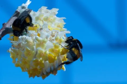 Bumblebee on a white flower. Stock Photos