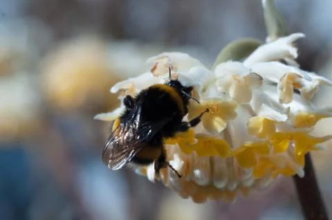 Bumblebee on a white flower. Stock Photos