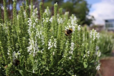 Bumblebee on a white flower Stock Photos