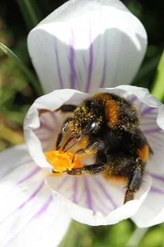 Bumblebee on a White Flower Stock Photos