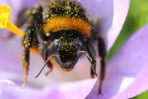 Bumblebee on a White Flower Stock Photos