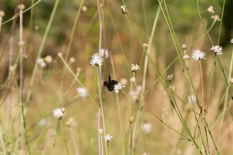 Bumblebee on White Flowers Stock Photos
